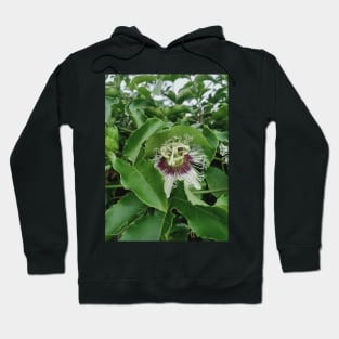 passion fruit flower, green leaves, plant photograph Hoodie